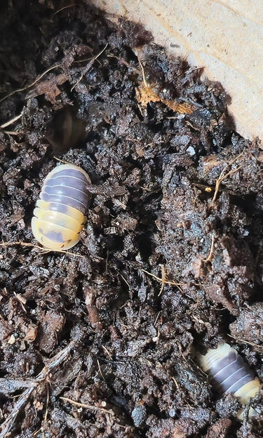 cubaris bumblebee isopods